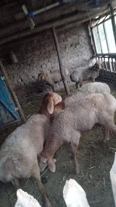 Зоотовары: Продаю | Баран (самец) | Для разведения | Племенные — 1