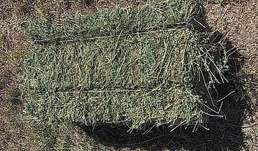 кукуруз продаю: Продаю тюки клевера 2-укос, тюки большие, зелёные, сухие, лежат под — 1