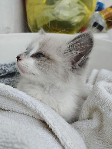 г ош кошка: Кошка даром: Сиамская, 1 месяц, Девочка, Приучена к лотку — 1