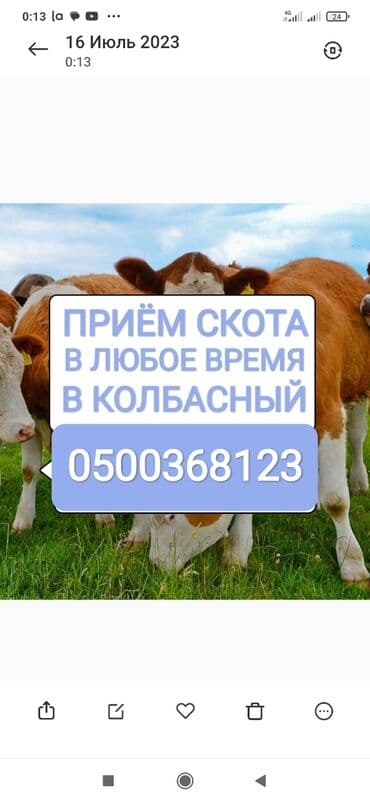 продажа попугаев жако: Сатып алам | Уйлар, букалар, Жылкылар, аттар | Күнү-түнү, Бардык шартта, Союлган — 1
