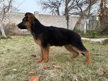 акустические системы sharp колонка в виде собак: Немецкая овчарка, 3 месяца, Самец, С прививкой — 6