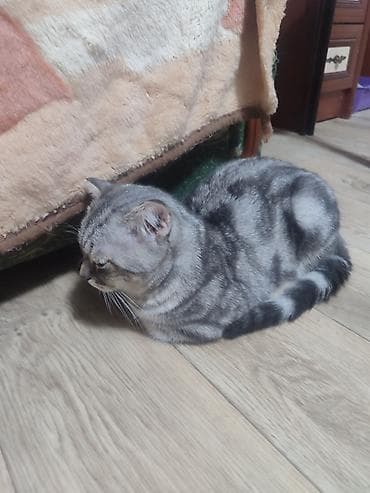Мышыктар: Скотиш Фолд (Шотландиялык шалпаң кулак), 5 айлык, Эркек — 4