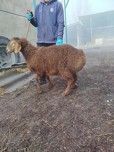 Продаю | Овца (самка) | Арашан | Для разведения