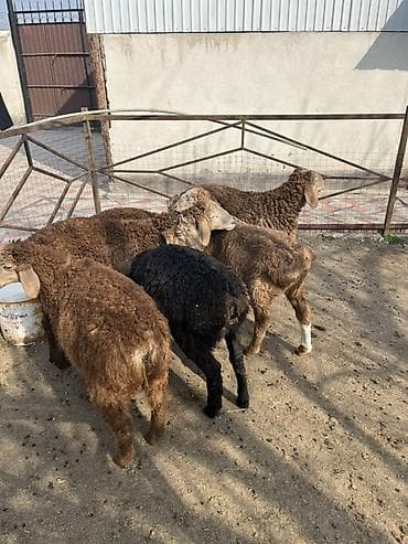 щенки шпица: Продаю | Ягненок | Для разведения — 4