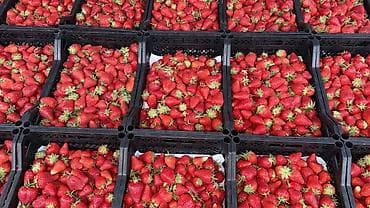 цена вишни на рынке: Клубника Оптом, В розницу — 3