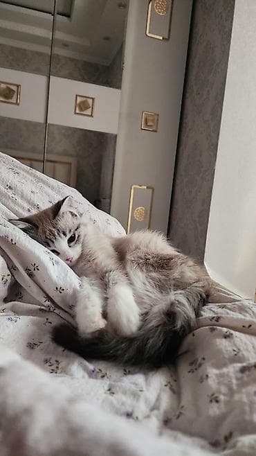 британская кошка шиншилла: 7 месяцев, Девочка, Метис — 2