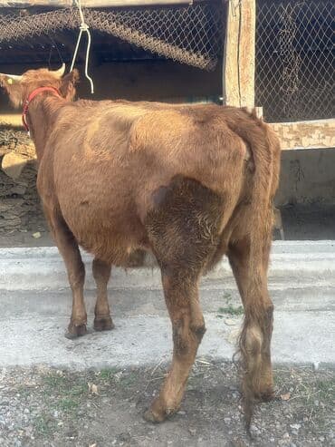 дойный коров: Продаю | Корова (самка), Тёлка, Музоо, торпок | Симментальская — 4