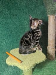 мейн кун бишкек 😺 питомник lyubushka 🐈 купить котенка 🐾 цена фото: Бенгальская, 1 месяц, Мальчик, Приучена к лотку, Проглистована, С документами — 35