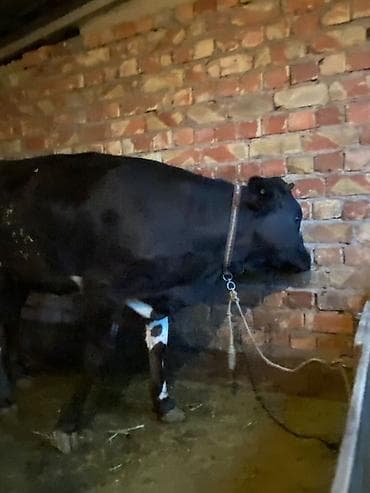 продаю мёд: Продаю | Корова (самка) | Для разведения | Привязанные — 2