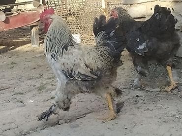 клетки для петухов: Продаю | Петух | Кохинхин | Для разведения — 1