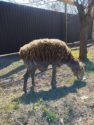 Продаю | Овца (самка) | Для разведения | Котные at lalafo.kg Продаю | Овца (самка) | Для разведения | Котные