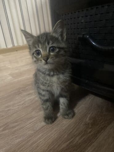 во сколько кастрировать кота: Беспородная, 2 месяца, Мальчик, Приучена к лотку — 3