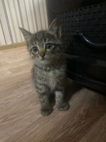 возьму собаку в добрые руки: Полосатый котёнок - Порода: домашняя короткошёрстная (табби-окрас) - — 1