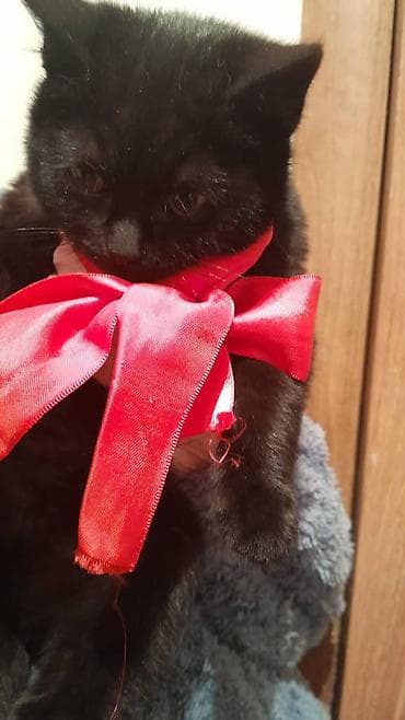 сибирская трехцветная кошка: Кошка даром: Экзотическая, 4 месяца, Мальчик — 3