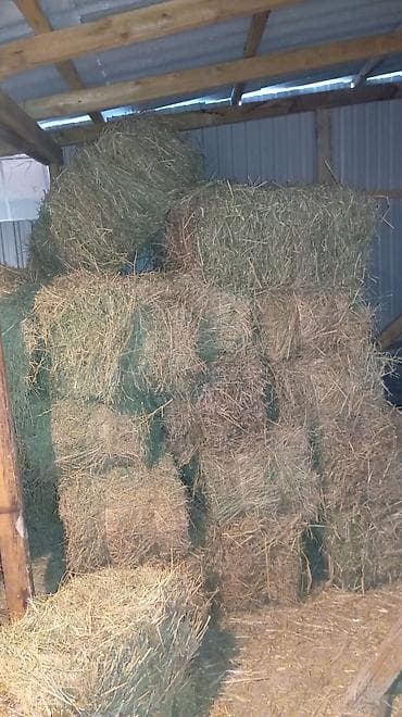 Аквариумы: Сено в тюках - Тип: луговое сено, прессованное в прямоугольные тюки - — 2