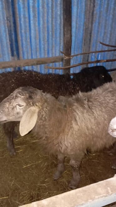 ко шамо куры: Продаю | Овца (самка) | Для разведения | Матка — 7