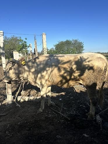 продаю дровилка: Продаю | Корова (самка), Тёлка | Для разведения | Искусственник, Привязанные — 3