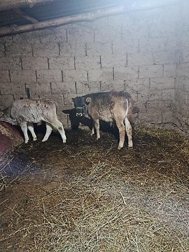 туша барана: Продаю | Тёлка | Полукровка | На откорм — 6