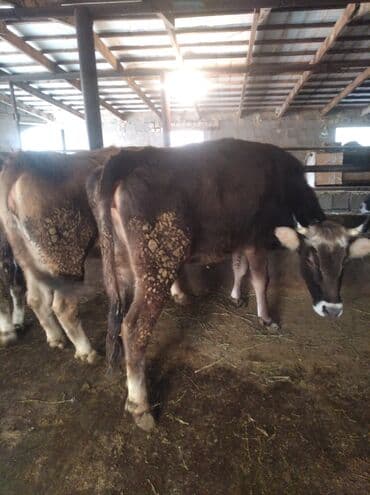 сколько стоит корова дойная: Продаю | Тёлка | Швицкая | На откорм, Для разведения, Для молока | Нетель — 1