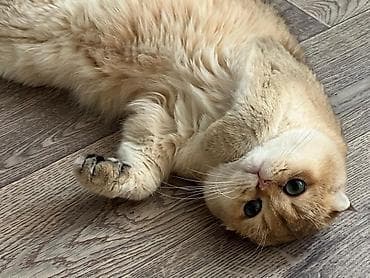 шотландские кошки цена: Скотиш Фолд (Шотландская вислоухая), 1 год, Мальчик — 2