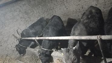 Продаю | Бык (самец) | На откорм | Привязанные at lalafo.kg Продаю | Бык (самец) | На откорм | Привязанные