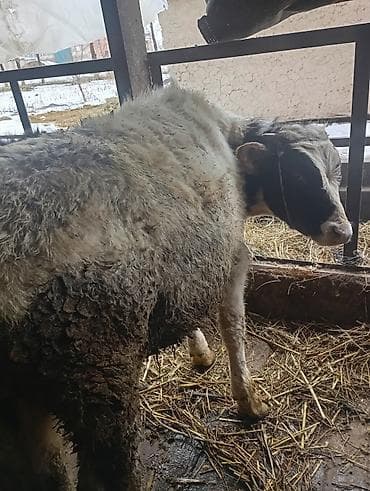 Другие животные: Продаю | Бык (самец) | На откорм | Привязанные — 7