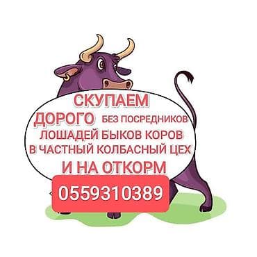 Колбасный цех : Лошади, кони, Коровы, быки, | На откорм