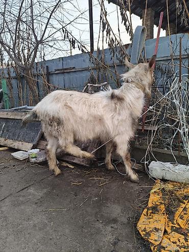 заненский эчки: Сатам | Теке (эркек) | Аргын | Көбөйтүү үчүн | Асыл тукумдуу — 3