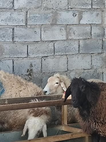 Продаю | Овца (самка) | Для разведения | Матка — 5