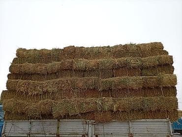 С/х животные и товары: Салома продаем либое количество — 2