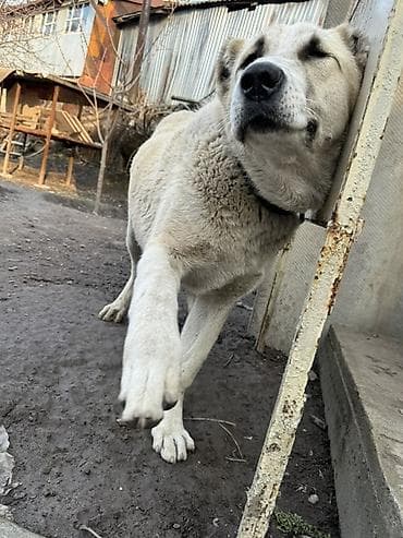 собака алабай купить: Алабай, 1 год, Самец, С прививкой — 4