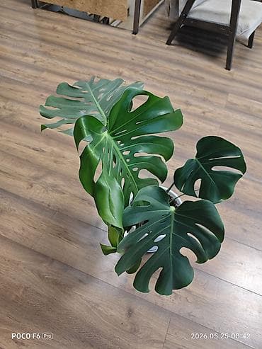 комнатная: Монстера делициоза (Monstera deliciosa) - Высота растения примерно — 2