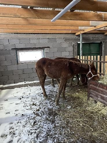 продам сельхоз животных: Продаю | Жеребенок | Для разведения — 1