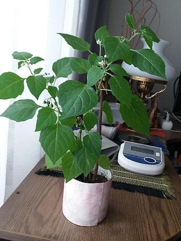А у меня в горшочке неожиданно вырос куст паслёна. да такой