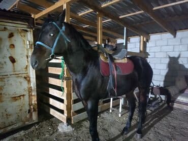 куда можно отдать собаку в бишкеке: Продаю | Конь (самец) | Полукровка | Конный спорт — 6