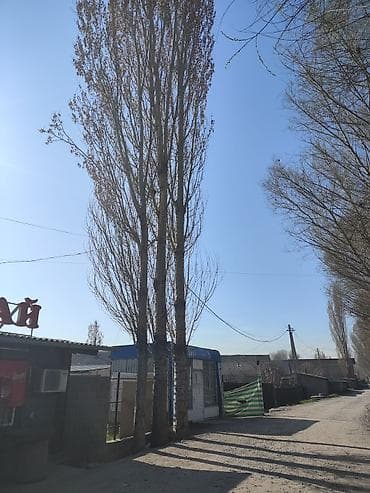 Дом и сад: Топол теректер сатылат жоондугу примерно 500-600 диаметр ичкелери дагы — 4