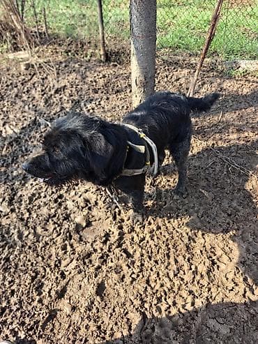 большие улитки цена: 2 года, Самец, С прививкой — 6