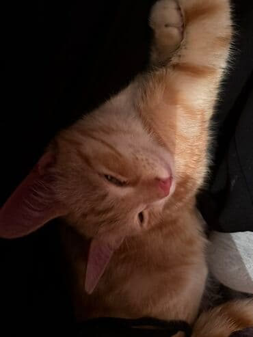 рыжий вислоухий котенок купить: Рыжий домашний котенок с классическим табби-окрасом. Короткая густая — 2