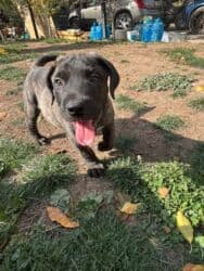 кане корсо купить щенка: Щенки Presa kanario - Очаровательные щенки с тигровым и однотонным — 7