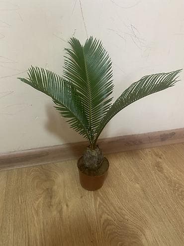 led matrix panel: Комнатные растения в горшках 1) Замиокулькас (Zamioculcas zamiifolia) — 5