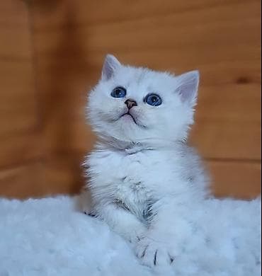 драбилка мини: Скотиш Страйт (Шотландская прямоухая), 2 месяца, Девочка, Серебристая шиншилла, Приучена к лотку, Проглистована — 5