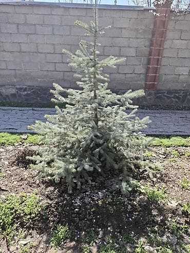 купить семена голубой ели: Ель колючая (Picea pungens), серебристая форма - Тип: декоративное — 3