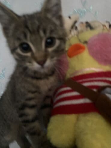 шотландский вислоухий рыжий кот: Кошка даром: Скотиш Страйт (Шотландская прямоухая), 3 месяца, Мальчик, Приучена к лотку, Проглистована — 10