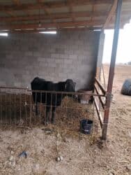домик для кроликов: Продаю | Бык (самец) | Ангус | На откорм, На забой, Для разведения | Искусственник — 1