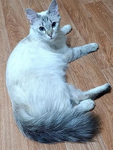 сямская кошка: Кошка даром: Сиамская, 1 год, Девочка — 3