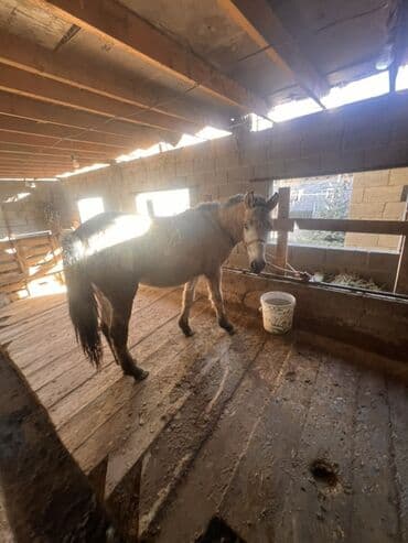 отдам даром охотничью собаку: Продаю | Жеребец | Для разведения — 3