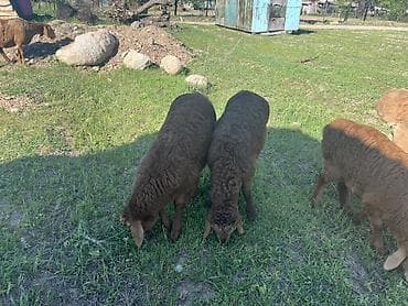 кавказкий овчарка: Продаю | Овца (самка), Ягненок, Баран (самец) | Арашан | Для разведения | Матка, Ярка, Ягнившаяся — 7