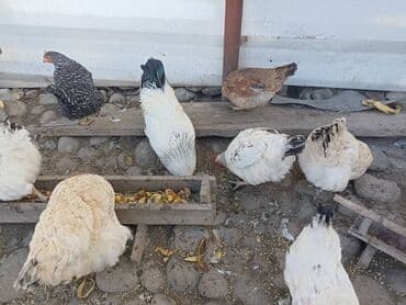 Грызуны: Продаю | Куры | Домашняя | Несушки — 2