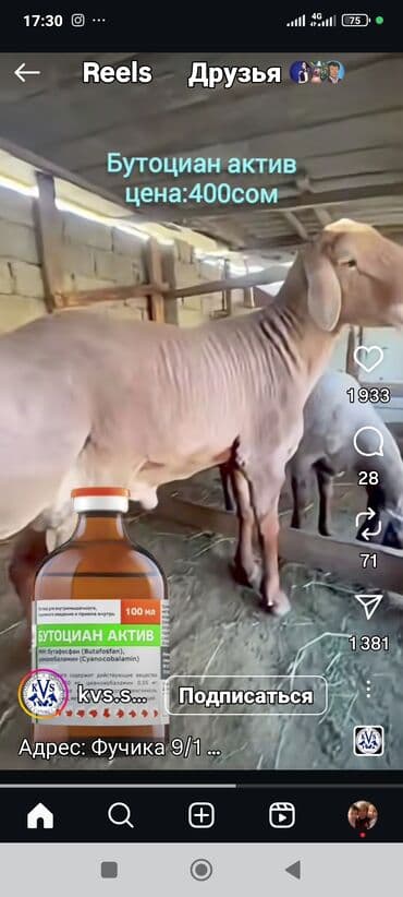 Аквариумы: Продаю | Овца (самка) | На забой — 2