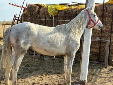 продажа пчёл: Сатам | Байтал | Ат спорту — 3